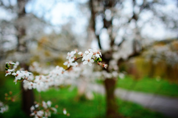 A blooming branch of apple tree in spring