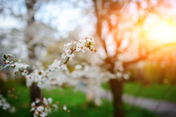 A blooming branch of apple tree in spring