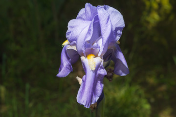 frisch aufgebl&uuml;hte lila Schwertlilie von der Sonne beleuchtet.