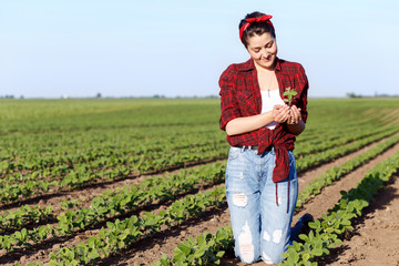 Female farmer in a field examining young soybean crop in her hand.