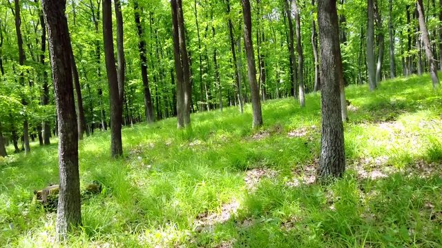Steadicam shot thru green forest. Stabilized video of summer walk in forrest.