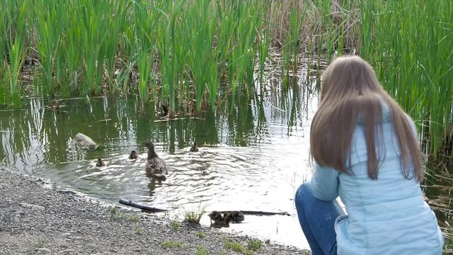 The photographer girl is taking photos of a wild duck and small ducklings with a professional camera on the banks of the river