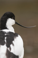 Avocet (Recurvirostra avosetta)