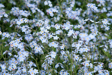 Background of many blue flowers forget-me-not