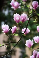 magnolia blossom with flowers on tree in spring
