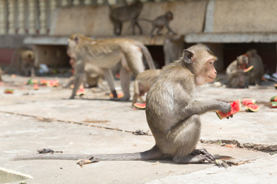 Monkey eating watermelon