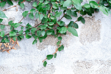 Green Creeper Plant on white wall