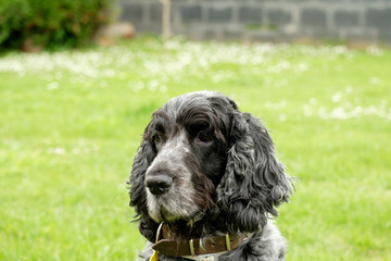 Cocker