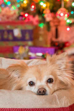 Small dog lying in bed in front of Christmas tree with presents and blurred background 