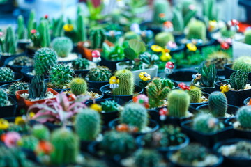 Cactus ,succulents and cactus blooming flowers.