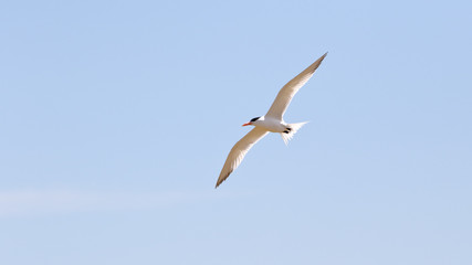 Seagull with wings spread against a light blue sky