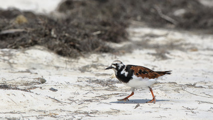 Ruddy turnstone walking on a sandy beach