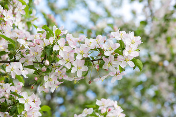 Apple tree blossoms in garden in spring