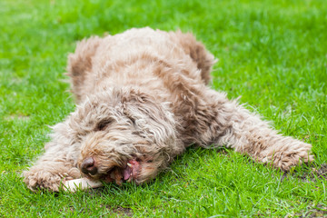 Domesticated dog eating a tasty bone out in the grass