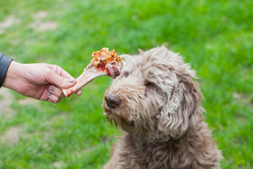 Fototapeta premium Tasty bone & Dog waiting for his lunch