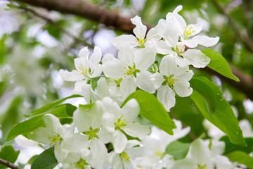 Apple tree blossoms in garden in spring