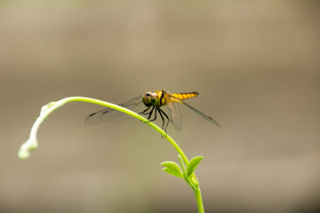 Dragonfly Island on the top of the tree to rest from the hunt.