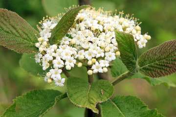 Guelder rose (Viburnum opulus), blooming in spring garden
