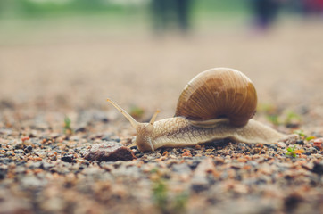 Burgundy snail creeps on gravel