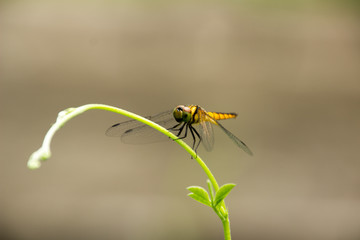 Dragonfly Island on the top of the tree to rest from the hunt.