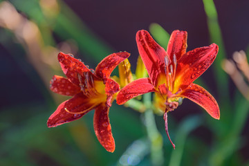 Fototapeta premium Daylily