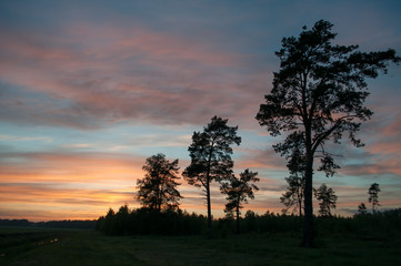 Fototapeta na wymiar The silhouette of the pine trees opposite the colorful sunset,