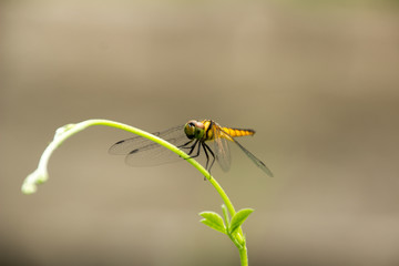 Dragonfly Island on the top of the tree to rest from the hunt.