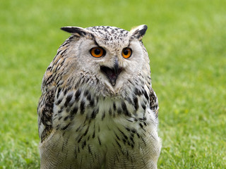 Bubo bubo sibiricus, Western Siberian Eagle owl,
