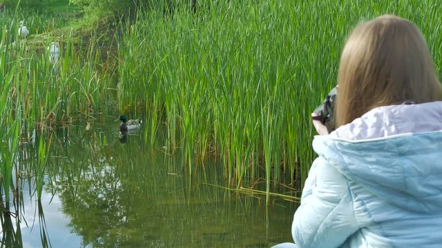 The photographer girl is taking photos of a swan and wild duck with a professional camera on the banks of the river