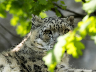 Fototapeta na wymiar Snow leopard, Uncia uncia, watching the photographer