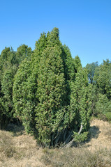 Fototapeta na wymiar gemeiner Wacholder(Juniperus communis)