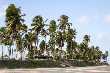 Fototapeta na wymiar hot summer sunset on the beach with coconut palm trees