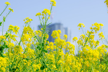 Obraz premium 菜の花