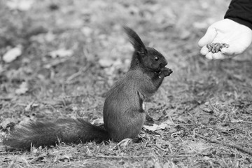 Feeding black squirrel from their hands - black and white