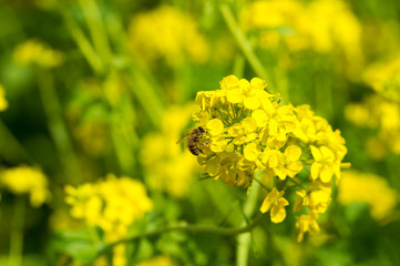 菜の花と蜂