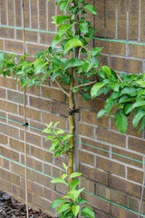 Young apple trees trained as espalier against a brick wall