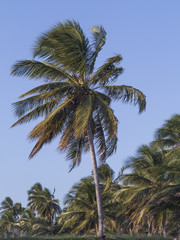 Fototapeta na wymiar tropical coconut palms trees on the beach during the summer with wind