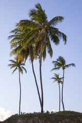 tropical palm trees on the beach during summer