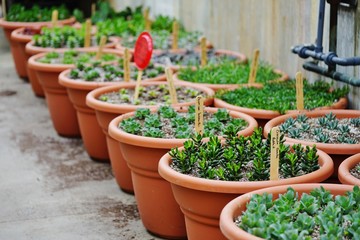 Fototapeta na wymiar Colorful plants being grown in a nursery greenhouse