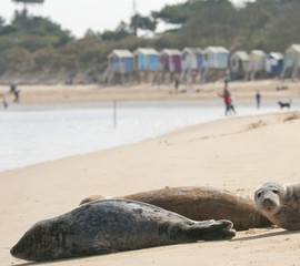 Grey seals (halichoerus grypus) on Wells-next-the-Sea, Norfolk