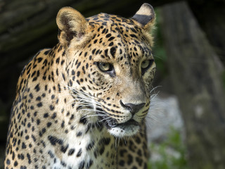 Portrait of female Sri Lanka Leopard, Panthera pardus kotiya,