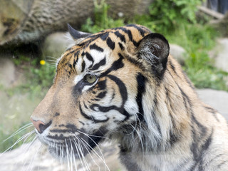 portrait of a female Sumatran tiger, Panthera tigris sumatrae zoo in Jihlava