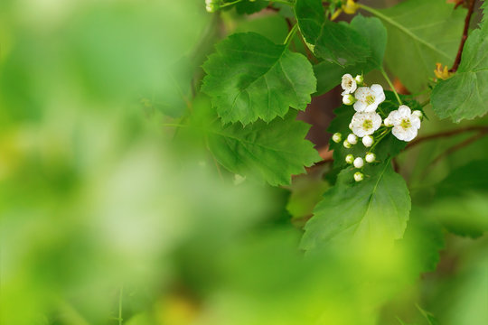 Natural blurred green  background with small tender white flowers hawthorn. Growled haw flowers on branch. Copy space. Soft focus. Card for celebrations.