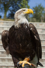 Bald eagle