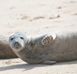 Fototapeta premium Grey seal (halichoerus grypus)