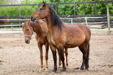 horses © _harnas_