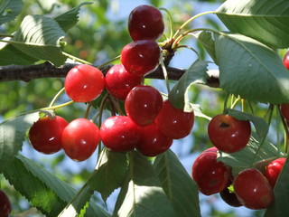 Cherries