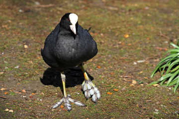 Oriental duck, Hyde Park, London, England