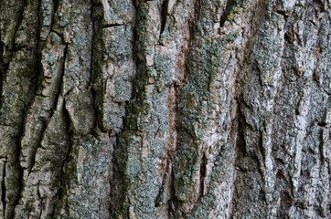 beautiful natural texture of bark wood plank use as nature wooden textured