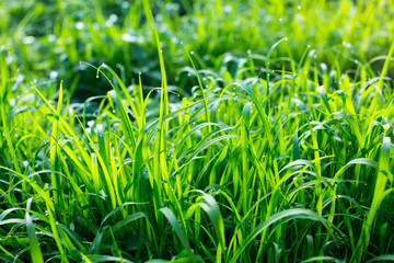 Green grass with dew drops